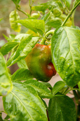 Bell pepper growing on bush in the garden. Bulgarian or sweet pepper