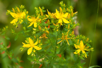 yellow flowers in garden