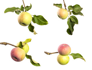 set of apple tree branches isolate, with green foliage and fruits.