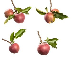 set of Apples on a branches, isolate. Apple tree branch with ripe red fruits, and green leaves on an isolated white background.