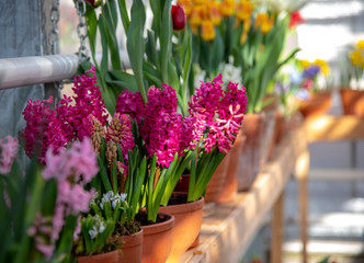 Lots of flowers in pots on the windowsill. Bright pink hyacinths are in focus.