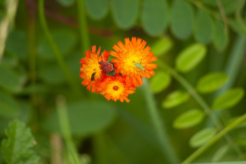 red flower on green background