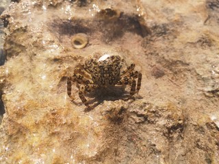 crab runs along the seashore