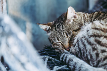 Portrait d'un chat tigr&eacute; qui dort profond&eacute;ment