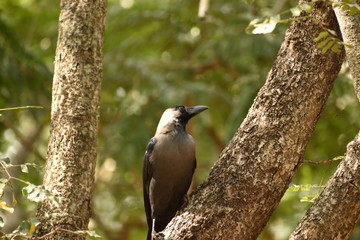 a crow is sitting on a branch with blur background of green leaves.