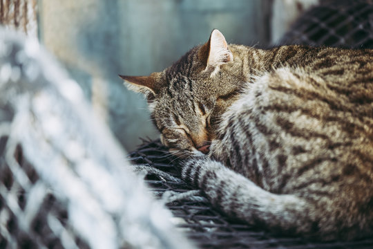 191 Best Chat Gris Images Stock Photos Vectors Adobe Stock