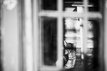 Chat tigré regardant derrière une fenêtre