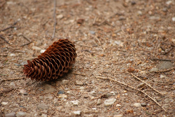pine cone on sand