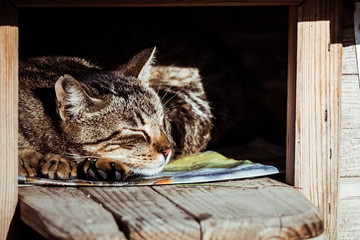 Jeune chat tigré en train de dormir dans une niche