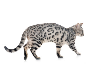 bengal cat in studio