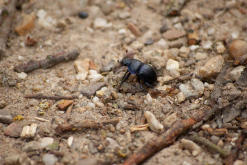 dung beetle