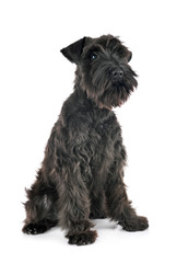 black miniature schnauzer in studio