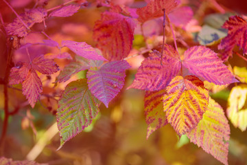 Blackberry autumn colorful leaves. Nature background