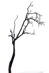 Fototapeta premium dead tree isolated on white background