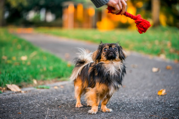 Chihuahua pekinese mixed dog going for a walk hunting for dog toy