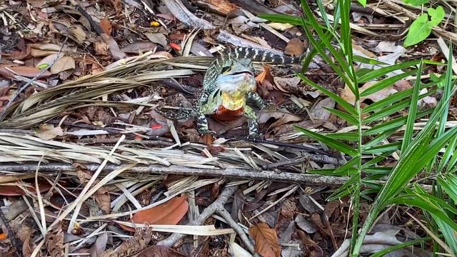A striking and colorful Australian Water Dragon foraging in the rainforest undergrowth