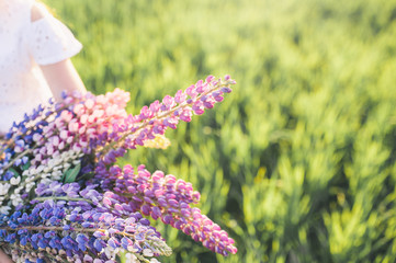 Lupine flowers in a wicker basket in female hands. Against the background of green grass