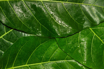 Green leaf texture natural background of tree leaves.