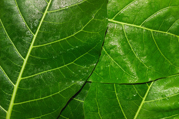 Green leaf texture natural background of tree leaves.