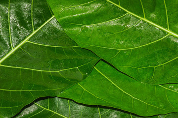 Green leaf texture natural background of tree leaves.