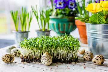 Easter decoration of cress and spring flowers.
