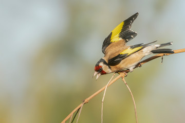 Angry European Goldfinch (Carduelis carduelis) on a branch.