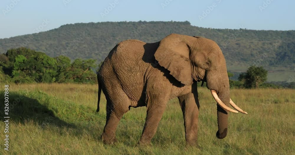 Wall mural an elephant walks in the savannah