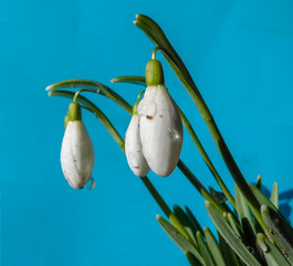 white snowdrops close-up on a blue background