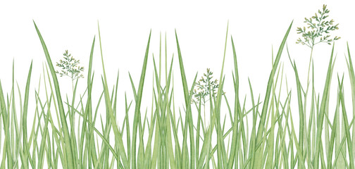 Watercolor hand drawn meadow herbal seamless border with fresh green grass and herb isolated on white background