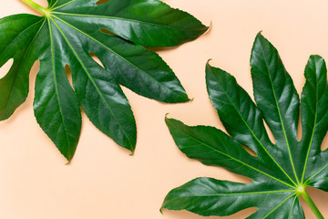 Fototapeta na wymiar Green aralia leaves on a peach background.