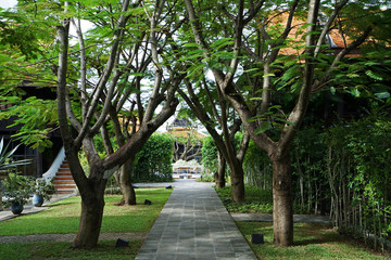 Natural ecology pathway among big green plant tunnel arch