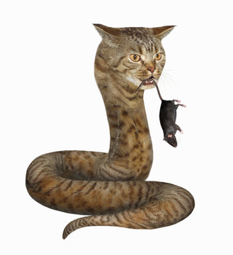 The beige cat snake caught a black rat. It holds it in its teeth by the tail. White background. Isolated.