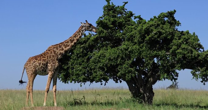 A Giraffe eats in the savannah