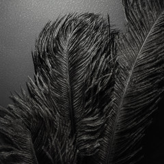 Ostrich feathers in spotlight. Roaring 1920s style. Black monochrome background