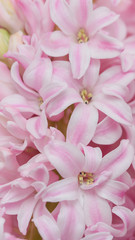 Macro closeup view of Hyacinth Pink Spring flowers on light pink background. Texture. concept of holiday, celebration, women day. Mother day