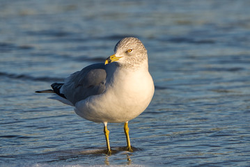 Eine Möwe Seagull Vogel beim Sonnenuntergang am Strand von Florida, Beine im Sand und Wellen im Hintergrund