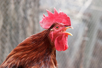Red rooster singing on the farm in the morning, selective focus. Portrait of the screaming cockerel