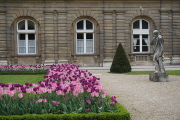 pink and purple tulips in bloom in a Parisian garden