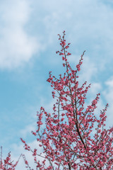 Spring plum blossom