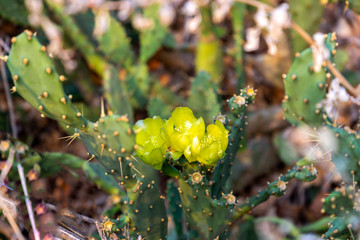 yellow cactus flower with green plant and thorns