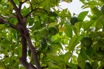 green limes on a tree. branch of a tree in a citrus garden