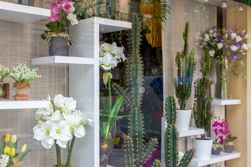 Window full of home plants, cactus and blooming flowers. House plants showcase