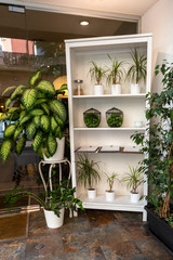green plants in pots on the white shelf