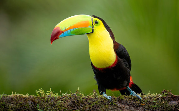 Fischertukan (Ramphastos sulfuratus) in Costa Rica