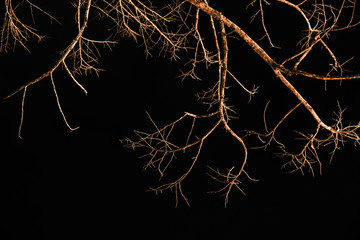 tree branch isolated on blackbackground