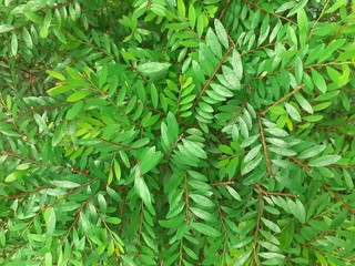 Phyllanthus pulcher plant leaves background. Phyllanthus pulcher, the tropical leaf-flower, is a...