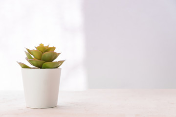 Succulent in small white pot on the table. home decor, nordic style design. Copy space for text