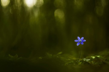 Fototapeta na wymiar flower in grass