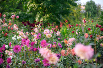Fototapeta premium Dahlia flowers during blossoming