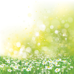 Fototapeta na wymiar Vector summer, nature background. Daisy flowers in sunshine.